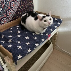 まつりさん、揺れる４歳女子