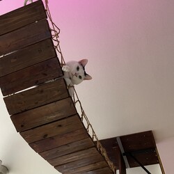 「まつりさん、揺れる４歳女子」サムネイル3