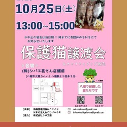 子猫～シニア猫❤埼玉県八潮市　㈱シバ工芸店舗前(TX線八潮駅から徒歩２分)