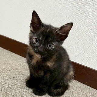 生後1ヶ月半♪サビ柄女の子②