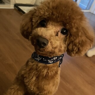トイプードル