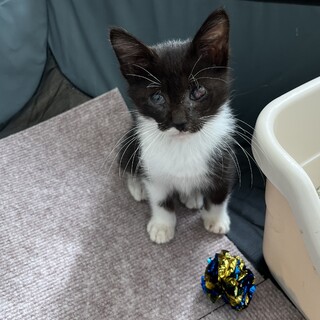 片目ですが元気です！黒白の男の子