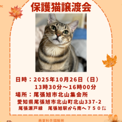 保護猫譲渡会