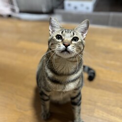 保護猫譲渡会 サムネイル2