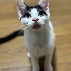 保護猫譲渡会 サムネイル3