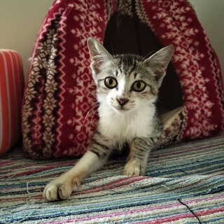 しっぽが猫又の仔猫くん