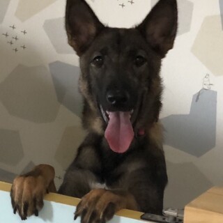 可愛い７兄妹❗️1/28生　元気な小梅ちゃんです