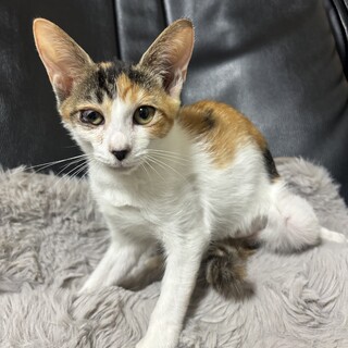 【ミケトラ】不妊手術済み