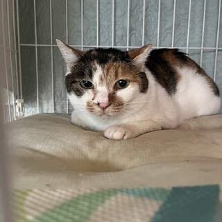 駐車場に捨てられた可哀想な三毛猫