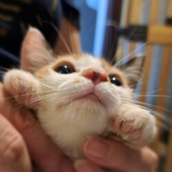 おきなわ美ら猫♡譲渡会 in 天白区 サムネイル1