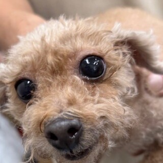 プードルの女の子