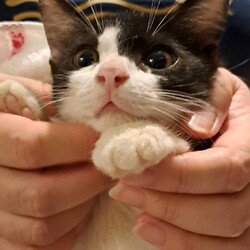 おきなわ美ら猫♡譲渡会 in 天白区 サムネイル2