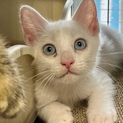 おきなわ美ら猫♡譲渡会 in 天白区 サムネイル3