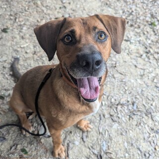 笑顔いっぱい！元気で優しいベッカム❤️