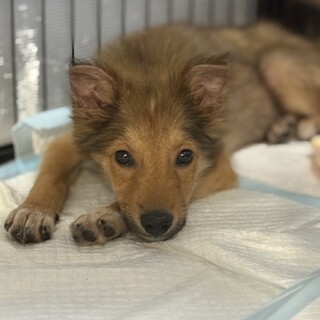 シェルティー風のこわがりさん