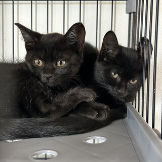 甘えん坊な黒猫ちゃん達