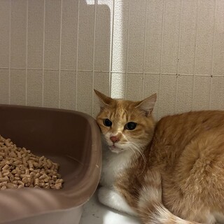 お外で頑張った茶白くん！お家探し中！