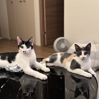 【12/7三田】お膝大好き甘えん坊三毛＆黒白