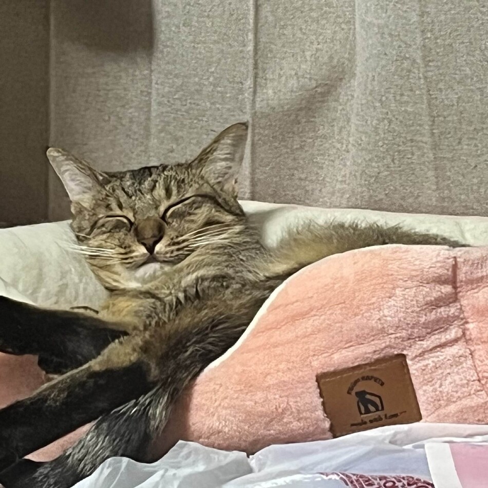 しぴのカバー写真