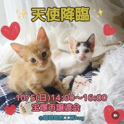 猫の譲渡会＠宝塚山本