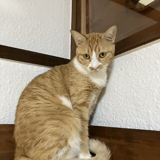 可愛らしい茶白のミルフィーユちゃん