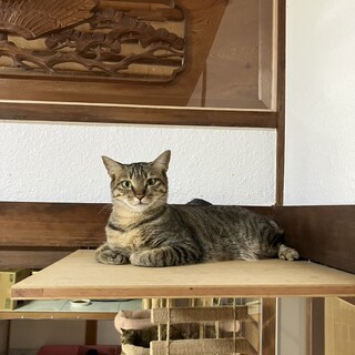 小顔で可愛いセトカちゃん