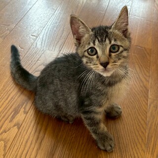  甘えん坊のキジ虎ポポちゃん