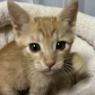 ありがとうございました★茶虎のマンちゃん