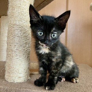 ありがとうございました★可愛いサビ猫　サラちゃん