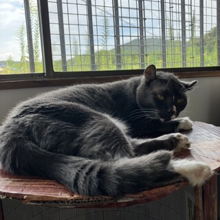 グレー白の可愛いモモコちゃん