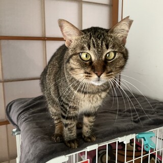 愛嬌たっぷり　ジェシカちゃん