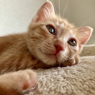 ありがとうございました★茶虎のジャムちゃん