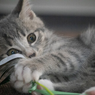 生後2カ月、サバトラ（オス）