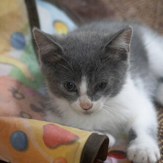 生後2カ月、白黒ハチワレ（オス）