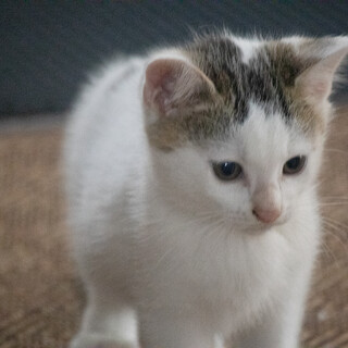 生後2カ月、白キジ（オス）