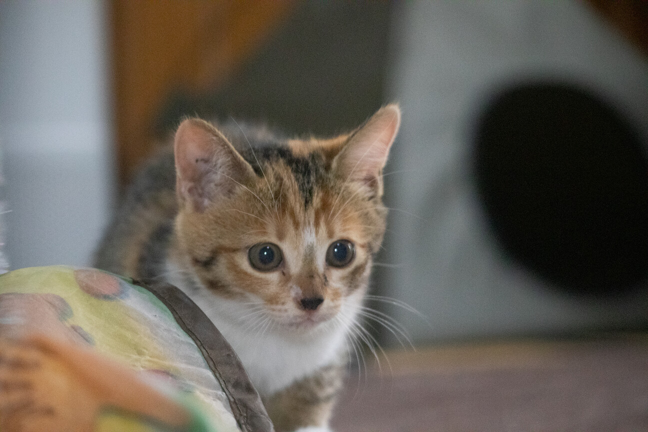 ❀猫ちゃん❀ご確認用② 生後2カ月、キジ三毛（メス）」長野県 - 猫の里親募集(526756