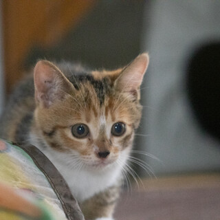 生後2カ月、キジ三毛（メス）