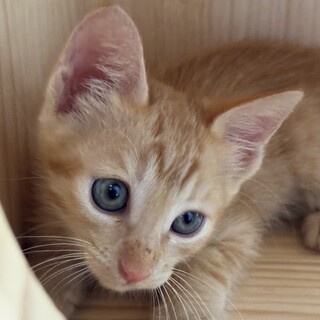 小柄で活発な女の子☆茶トラの凛ちゃん！