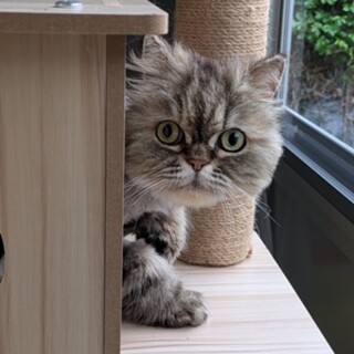 ペルシャとシャルトリュー２匹