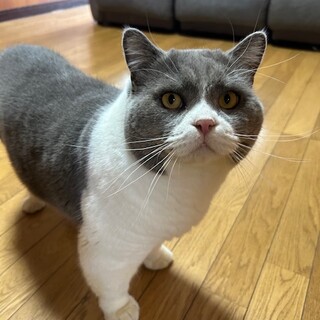 ブリティッシュショートヘアー雄 里親募集