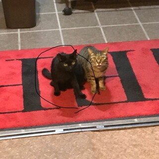 里親募集です。