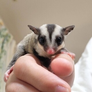 フクロモモンガ 親子