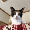 三毛猫の女の子　大人しく人慣れ抜群　里親募集中 サムネイル3