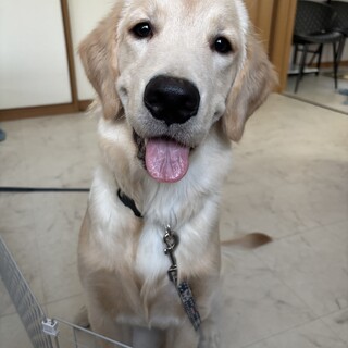 里親さま決まりました。ありがとうございました