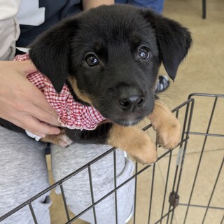 愛らしい生後2ヶ月の野犬の子犬モコちゃん