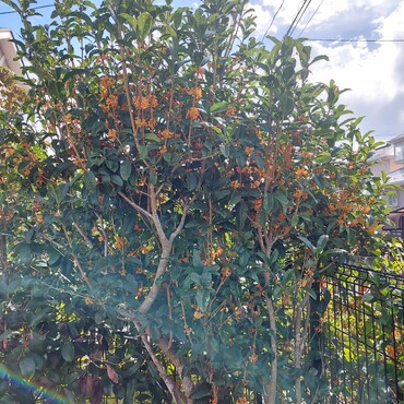 道沿いの金木犀　今年はあまり綺麗に咲いてない(;´∀｀)我が家のこの樹が１番綺麗かも(笑)銀太力に葵力プラスか♪