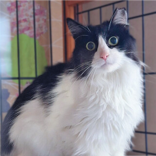 ゴージャス長毛猫さん❤️ふわちゃん