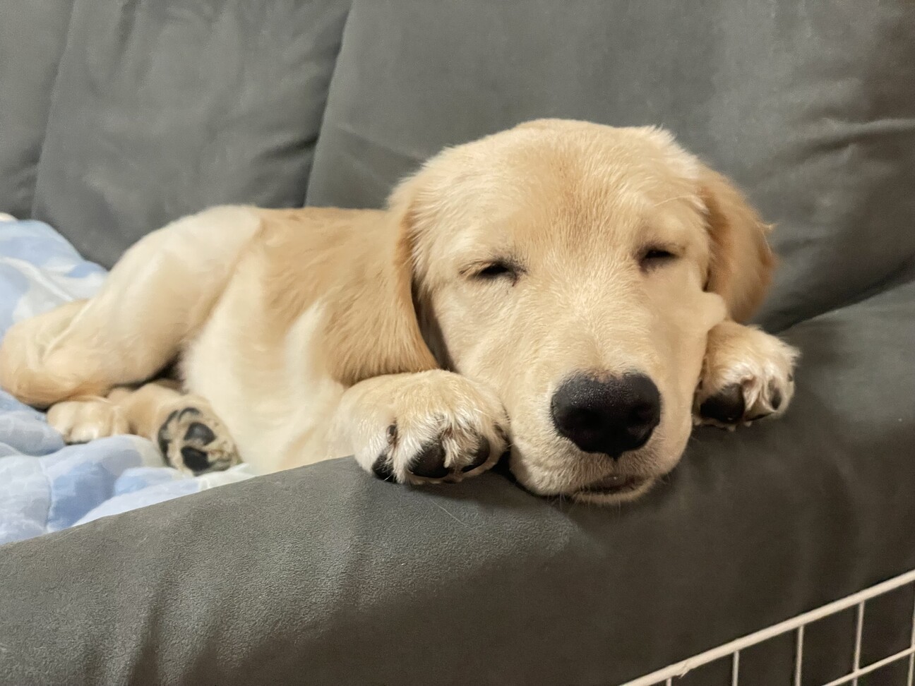 里親さま決まりました。あ...」大阪府 - 犬の里親募集(526948) 7枚目の 