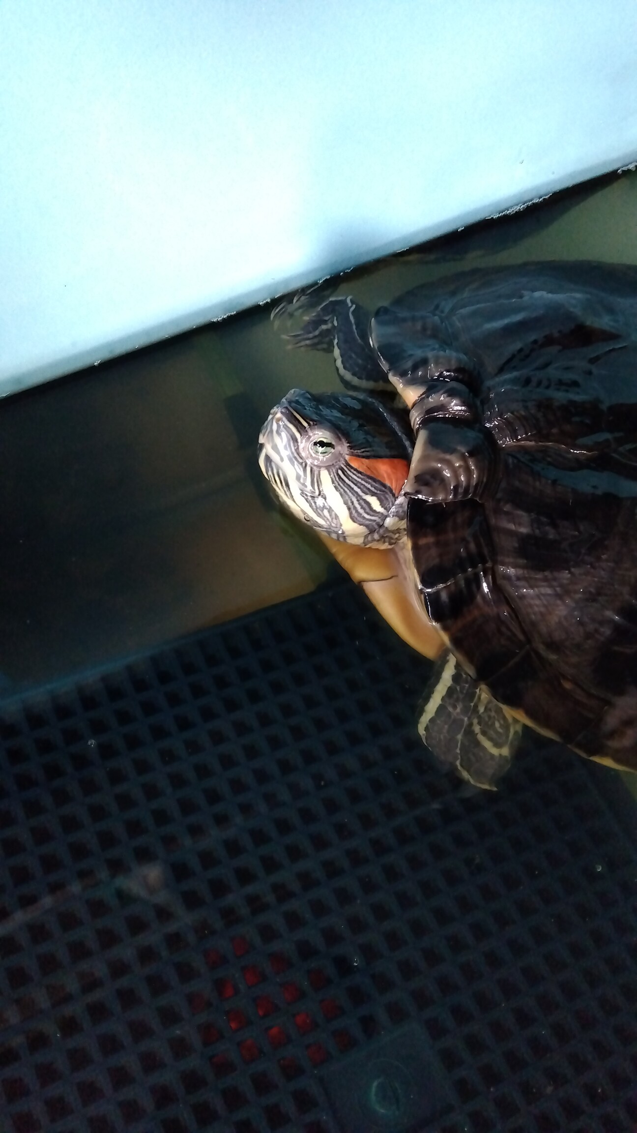 ミドリガメ A melanistic turtle caught! Its entire body is completely