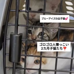 おきなわ美ら猫譲渡会♡天白区美ら猫ハウス 
